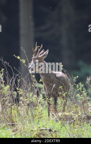 Roebuck (Capreolus capreolus) beim Blättern, Schottland (1 von 2) Stockfoto