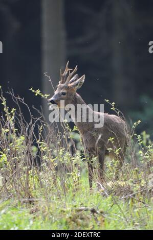 Roebuck (Capreolus capreolus) beim Blättern, Schottland (2 von 2). Stockfoto