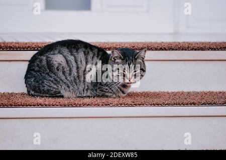 Eine niedliche graue schläfrige Katze sitzt auf der Treppe in der Eingang