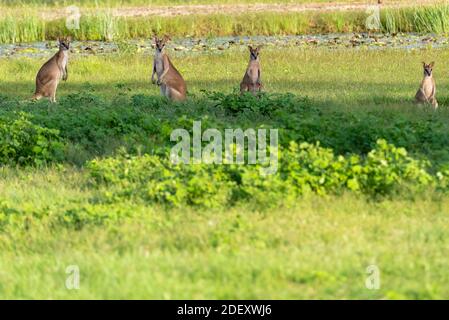 Wallabies in a Field, Northern Territory, Australien. Stockfoto