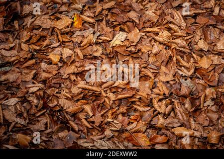 Herbstblätter auf einem Waldboden. Abgefallene Blätter. Hintergrund Stockfoto