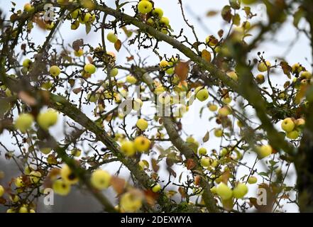 Balkhausen, Deutschland. Dezember 2020. Ein Apfelbaum, der auf einem Wiesengarten bei Balkhausen im Naturpark Bergstraße/Odenwald steht, ist voller Äpfel. Kredit: Arne Dedert/dpa/Alamy Live Nachrichten Stockfoto