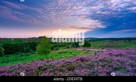 New Forest, Großbritannien - 8. August 2020: Sonnenaufgang und Heidekraut auf Rockford Common im New Forest National Park, Großbritannien Stockfoto