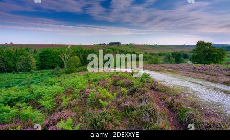 New Forest, Großbritannien - 8. August 2020: Sonnenaufgang und Heidekraut auf Rockford Common im New Forest National Park, Großbritannien Stockfoto
