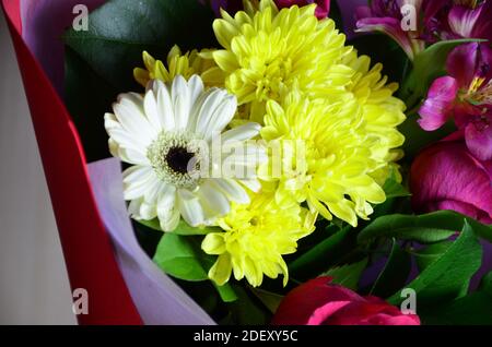 Nahaufnahme Bunte Frühlingsbouquet mit vielen verschiedenen Blumen Gelee und weißen Chrysanthemen, burgunderrote Rosen, Alstroemeria. Stockfoto