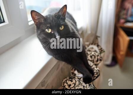 Alte Heizkörper mit abblätternder Farbe mit einem Tuch gebunden Für liegende Katzen Stockfoto