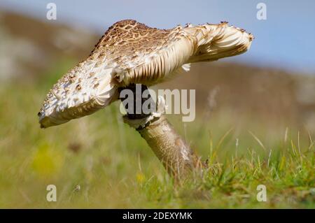 Macrolepiota Procera Pilz Stockfoto