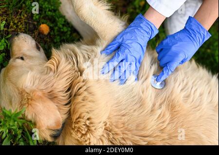 Eine Aufnahme von Tierärzten, die eine medizinische Untersuchung machen Auf einem Golden Retriever Stockfoto