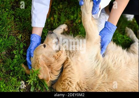 Eine Aufnahme von Tierärzten, die eine medizinische Untersuchung machen Auf einem Golden Retriever Stockfoto