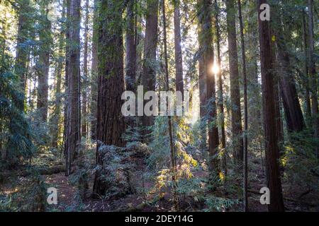 Sonnenlicht fällt in einen Wald von Redwood-Bäumen, Sequoia sempervirens, in Nordkalifornien. Redwoods gelten als die größten Bäume auf der Erde. Stockfoto