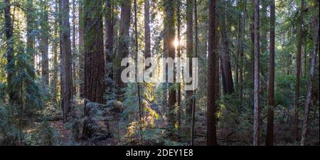 Sonnenlicht fällt in einen Wald von Redwood-Bäumen, Sequoia sempervirens, in Nordkalifornien. Redwoods gelten als die größten Bäume auf der Erde. Stockfoto