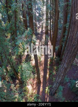 Sonnenlicht fällt in einen Wald von Redwood-Bäumen, Sequoia sempervirens, in Nordkalifornien. Redwoods gelten als die größten Bäume auf der Erde. Stockfoto