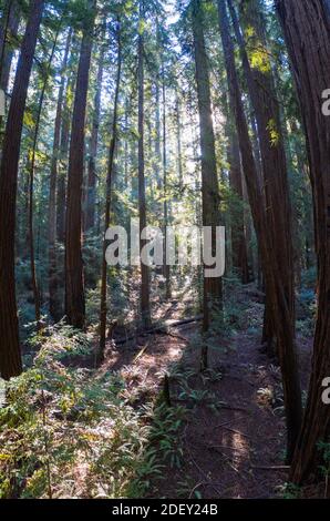 Sonnenlicht fällt in einen Wald von Redwood-Bäumen, Sequoia sempervirens, in Nordkalifornien. Redwoods gelten als die größten Bäume auf der Erde. Stockfoto