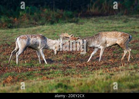 Damwild Hirsche Dama Dama kämpfen während der Brunft England UK Stockfoto