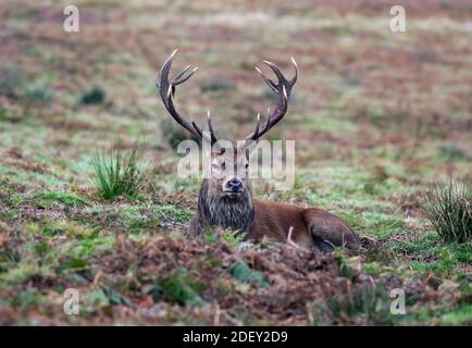 Red Deer Stag (Cervus elaphus) während der Autumn Rut, Großbritannien Stockfoto