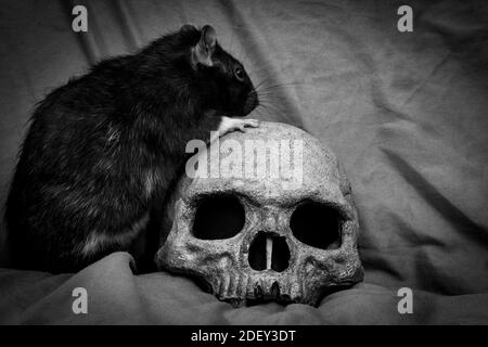 PET Ratte spielen in der Nähe von alten zerfallenen menschlichen Schädel als Pest Konzept Stockfoto