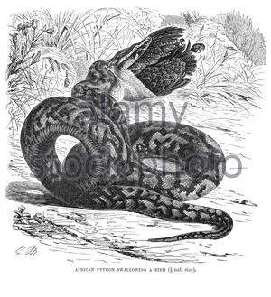 Afrikanische Python schluckt einen Vogel, Vintage Illustration von 1896 Stockfoto