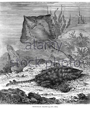 Thornback Skate (Thornback Ray), Vintage Illustration von 1896 Stockfoto