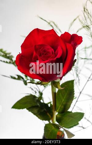 Romantische rote Langstielrose zum Valentinstag Stockfoto
