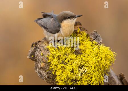 Pygmy Nuthatch (Sitta pygmaea), Cabin Lake Viewing Blind, Deschutes National Forest, Oregon Stockfoto