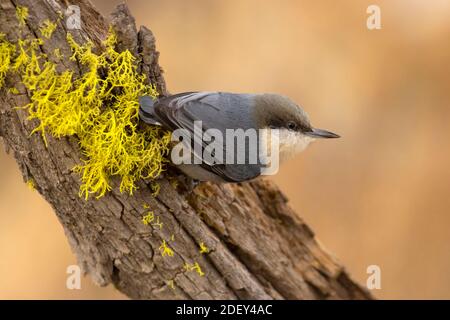 Pygmy Nuthatch (Sitta pygmaea), Cabin Lake Viewing Blind, Deschutes National Forest, Oregon Stockfoto