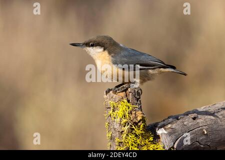 Pygmy Nuthatch (Sitta pygmaea), Cabin Lake Viewing Blind, Deschutes National Forest, Oregon Stockfoto