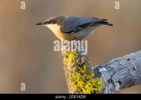 Pygmy Nuthatch (Sitta pygmaea), Cabin Lake Viewing Blind, Deschutes National Forest, Oregon Stockfoto