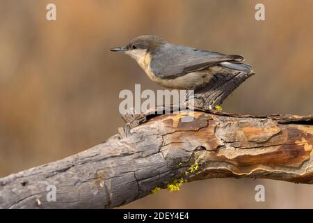 Pygmy Nuthatch (Sitta pygmaea), Cabin Lake Viewing Blind, Deschutes National Forest, Oregon Stockfoto