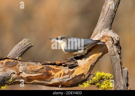 Pygmy Nuthatch (Sitta pygmaea), Cabin Lake Viewing Blind, Deschutes National Forest, Oregon Stockfoto
