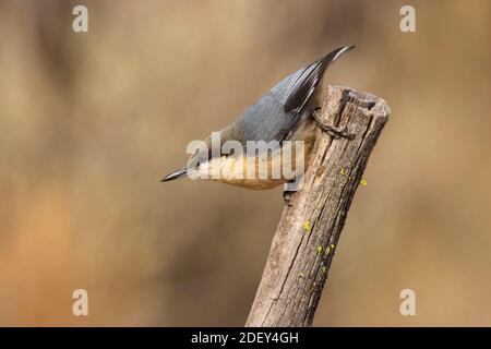 Pygmy Nuthatch (Sitta pygmaea), Cabin Lake Viewing Blind, Deschutes National Forest, Oregon Stockfoto