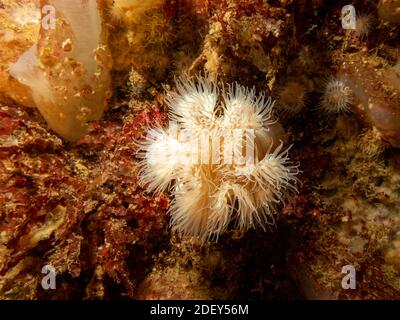 Seeanemone, Protanthea simplex, ist in tiefem Wasser vor den Küsten Nordwesteuropas zu finden. Bild von den Wetterinseln, Westschweden Stockfoto