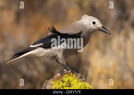 Clarks Nussknacker (Nucifraga columbiana), Cabin Lake Viewing Blind, Deschutes National Forest, Oregon Stockfoto