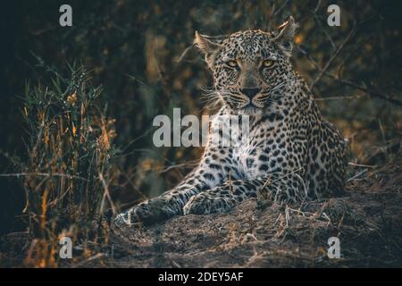 Leopard entspannt im Busch Stockfoto