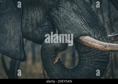 Elefant frisst einen Stock aus der Nähe Stockfoto