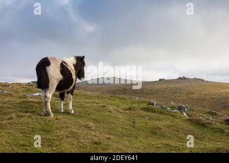 Wildes Dartmoor Pony unter Staple Tor bei Merrivale, Dartmoor National Park, Devon, England, Großbritannien, Europa Stockfoto