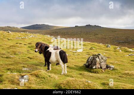 Wilde Dartmoor Ponys unter Staple Tor bei Merrivale, Dartmoor National Park, Devon, England, Großbritannien, Europa Stockfoto