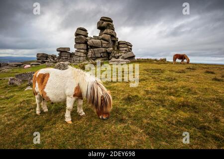 Wilde Dartmoor Ponys am Staple Tor in der Nähe von Merrivale, Dartmoor National Park, Devon, England, Großbritannien, Europa Stockfoto