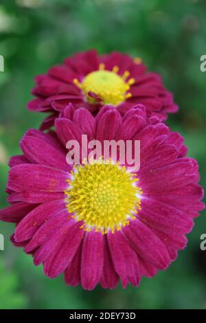 Rosa Chrysanthemen mit gelben Staubgefäßen im Garten, rosa Chrysanthemen Makro, Blumenfoto, Makrofotografie, Stock Bild Stockfoto