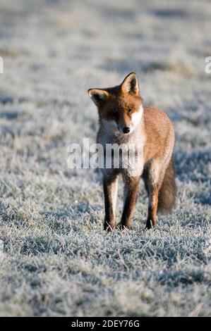 Ein Red Fox (Vulpes vulpes) lauscht bei frostigen Bedingungen einer quietschenden Wühlmaus. Stockfoto