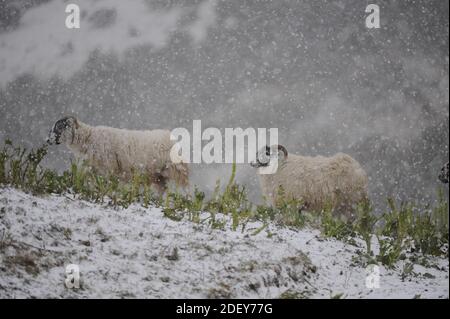 Schafe im Schnee, Schottland. Stockfoto