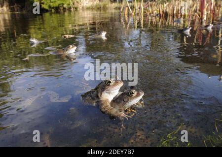 Zwei männliche gewöhnliche Frösche (Rana temporaria) warten geduldig auf weibliche Frösche. Stockfoto