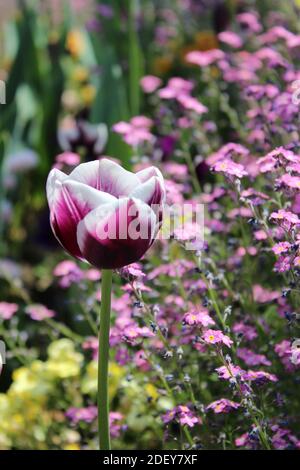 Eine lila Tulpe (Rems Favorit) blüht in Interlaken, Schweiz. Stockfoto