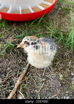 Draufsicht auf ein Baby Easter egger Küken. Hochwertige Fotos Stockfoto