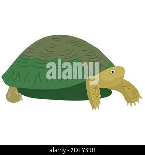 vektordarstellung einer Schildkröte. Stock Vektor