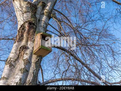 Hölzerne Vogelkiste befindet sich in einer großen silbernen Birke am sonnigen Wintertag. Stockfoto