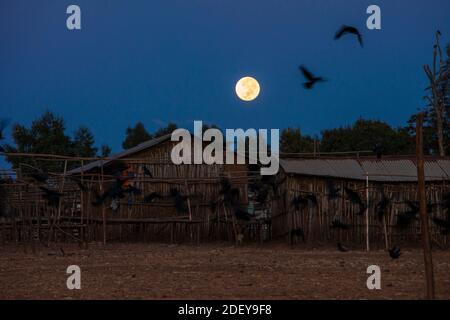 Der Mond geht nachts über traditionellen Stockhäusern in einem abgelegenen äthiopischen Dorf unter. Stockfoto