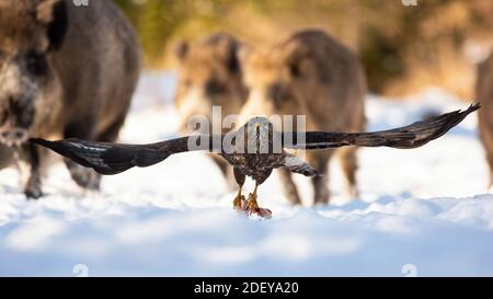 Dominanter Bussard mit großen Flügeln, die über den Schnee fliegen Mit Fleisch in Krallen Stockfoto