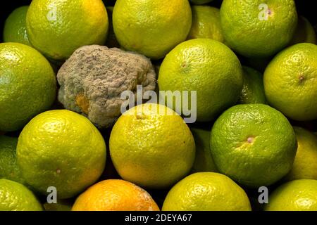 Verfaulte Kalk mit Schimmel. Verwöhnte Zitrusverpackungen. Stockfoto