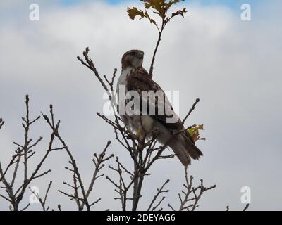 Ein Red-Tail Hawk Bird of Prey dreht Kopf an Blick Rückwärts auf oberem Ast mit Herbstfärbungen auf Baumspitze in Herbstansicht Stockfoto