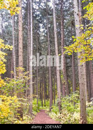 Curving Path through Norway Fichtenbäume mit Waldblättern Anzeigen Herbstfarben von Gelb im frühen Herbst Stockfoto